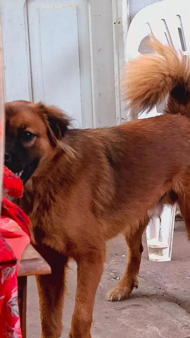 Cachorro raça SRD-ViraLata idade 2 anos nome Scooby Doo