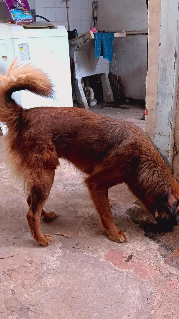 Cachorro raça SRD-ViraLata idade 2 anos nome Scooby Doo