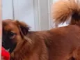 Scooby Doo