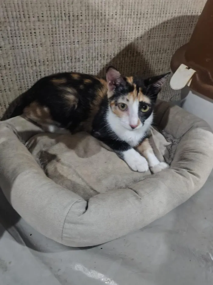 Gato raça SRD-ViraLata idade 2 a 6 meses nome Tifany