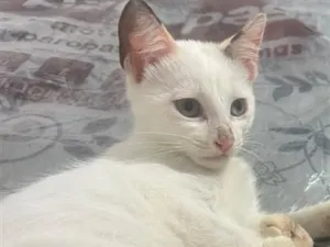 Gato raça SRD-ViraLata idade 2 a 6 meses nome Neve 