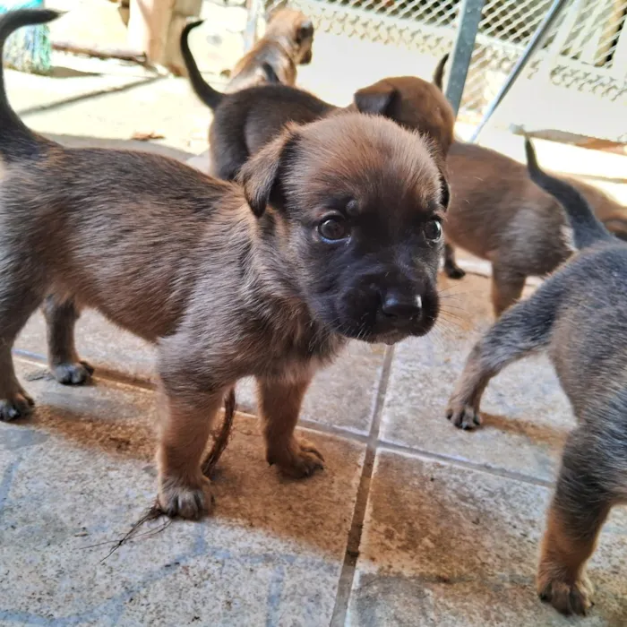 Cachorro raça SRD-ViraLata idade Abaixo de 2 meses nome sem nome 