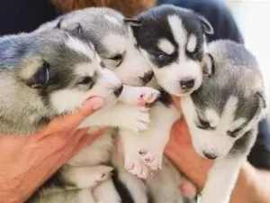 Cachorro raça SRD-ViraLata idade Abaixo de 2 meses nome Filhotes