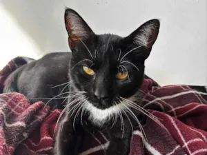 Gato raça SRD-ViraLata idade 3 anos nome Sem Nome