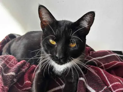 Gato raça SRD-ViraLata idade 3 anos nome Sem Nome