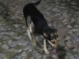 Cachorro raça SRD-ViraLata idade 2 anos nome ponce