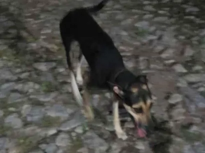 Cachorro raça SRD-ViraLata idade 2 anos nome ponce