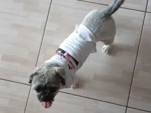 Cachorro raça Shitzu idade 3 anos nome Thor