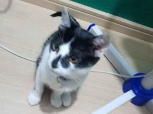 Gato raça SRD-ViraLata idade 7 a 11 meses nome Bento