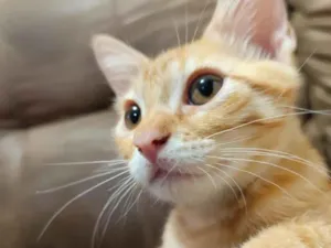 Gato raça SRD-ViraLata idade 7 a 11 meses nome Luffy