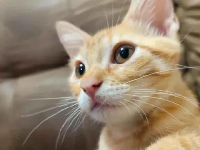 Gato raça SRD-ViraLata idade 7 a 11 meses nome Luffy