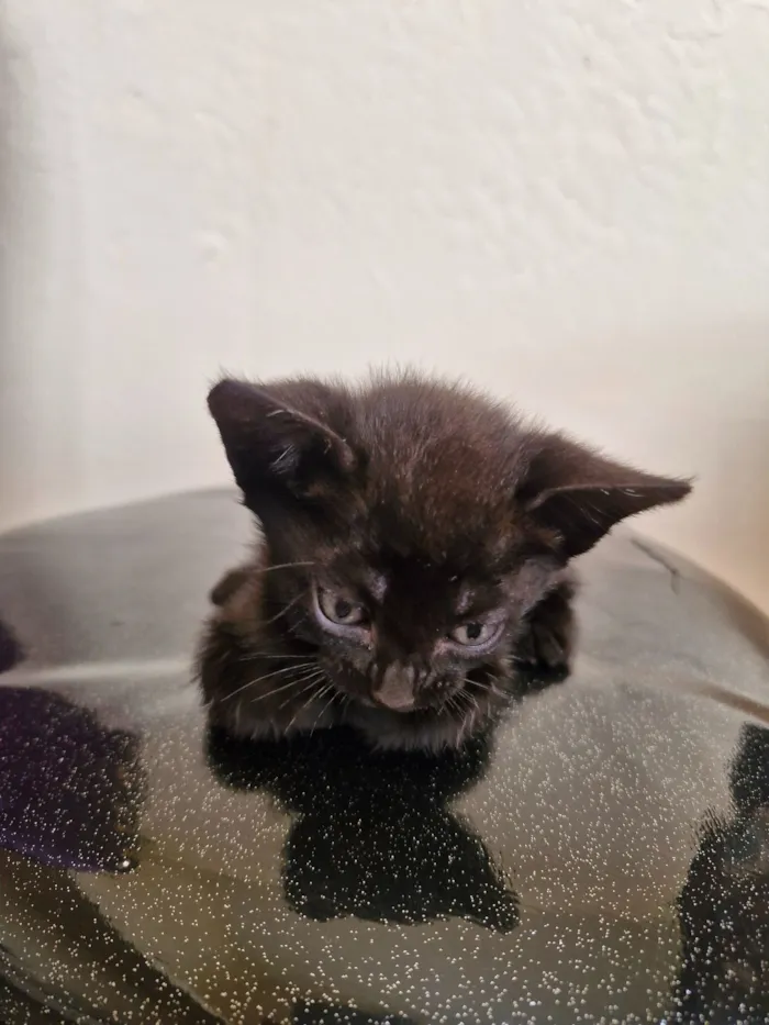 Gato raça SRD-ViraLata idade 2 a 6 meses nome GABRIELLA DO ESPIRITO SANTO
