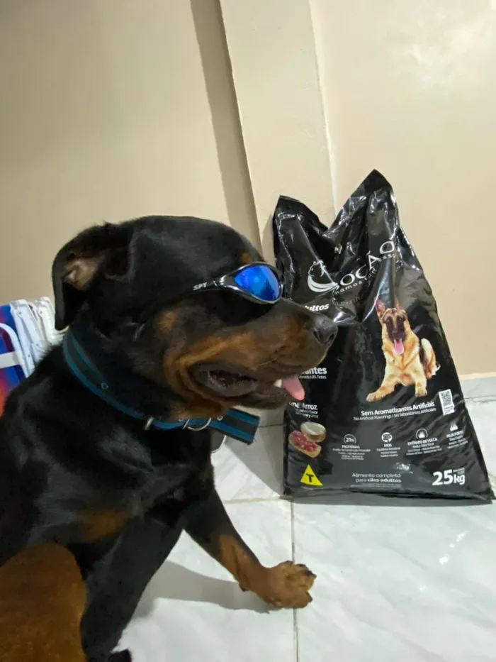 Cachorro raça Rottweiler idade 1 ano nome ralf 
