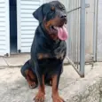 ralf 