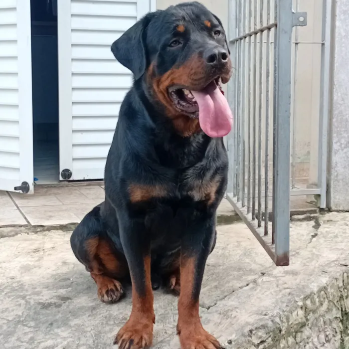 Cachorro raça Rottweiler idade 1 ano nome ralf 