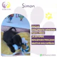 Simon