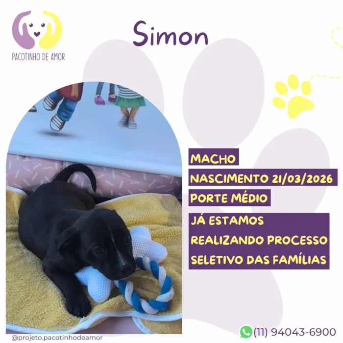 Cachorro raça SRD-ViraLata idade 2 a 6 meses nome Simon