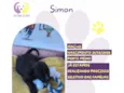 Simon