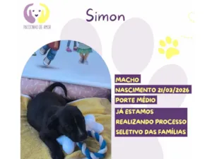 Cachorro raça SRD-ViraLata idade 2 a 6 meses nome Simon