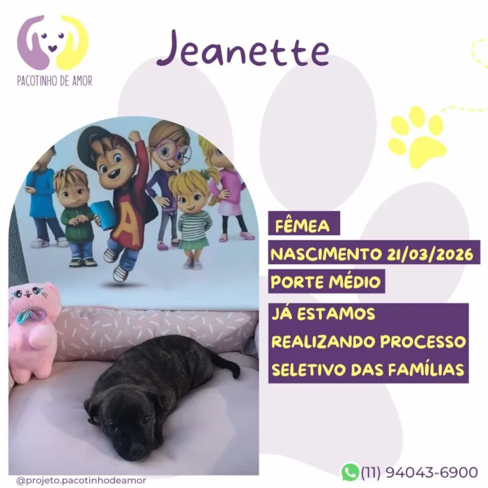 Cachorro raça SRD-ViraLata idade 2 a 6 meses nome Jeanette