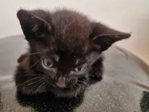 Gato raça SRD-ViraLata idade 2 a 6 meses nome GABRIELLA DO ESPIRITO SANTO