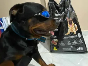 Cachorro raça Rottweiler idade 1 ano nome ralf 