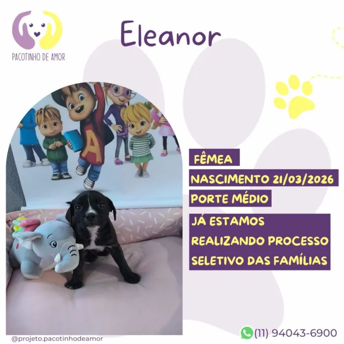 Cachorro raça SRD-ViraLata idade 2 a 6 meses nome Eleanor