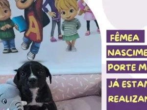 Cachorro raça SRD-ViraLata idade 2 a 6 meses nome Eleanor