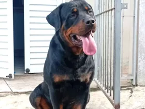 Cachorro raça Rottweiler idade 1 ano nome ralf 