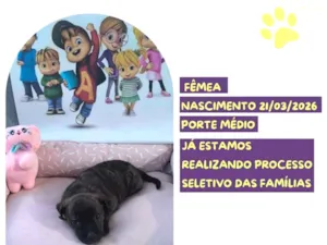 Cachorro raça SRD-ViraLata idade 2 a 6 meses nome Jeanette