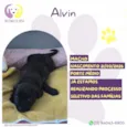 Alvin
