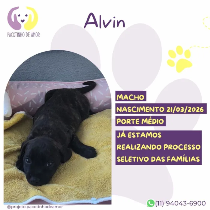 Cachorro raça SRD-ViraLata idade 2 a 6 meses nome Alvin