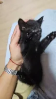 Gatinha Preta
