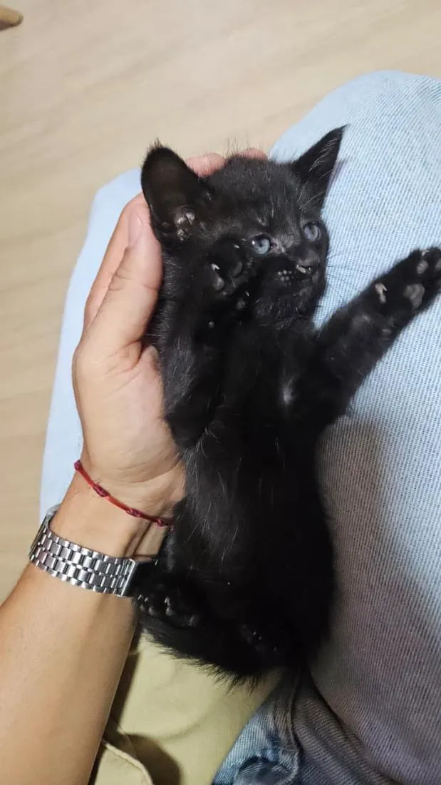 Gato raça SRD-ViraLata idade Abaixo de 2 meses nome Gatinha Preta