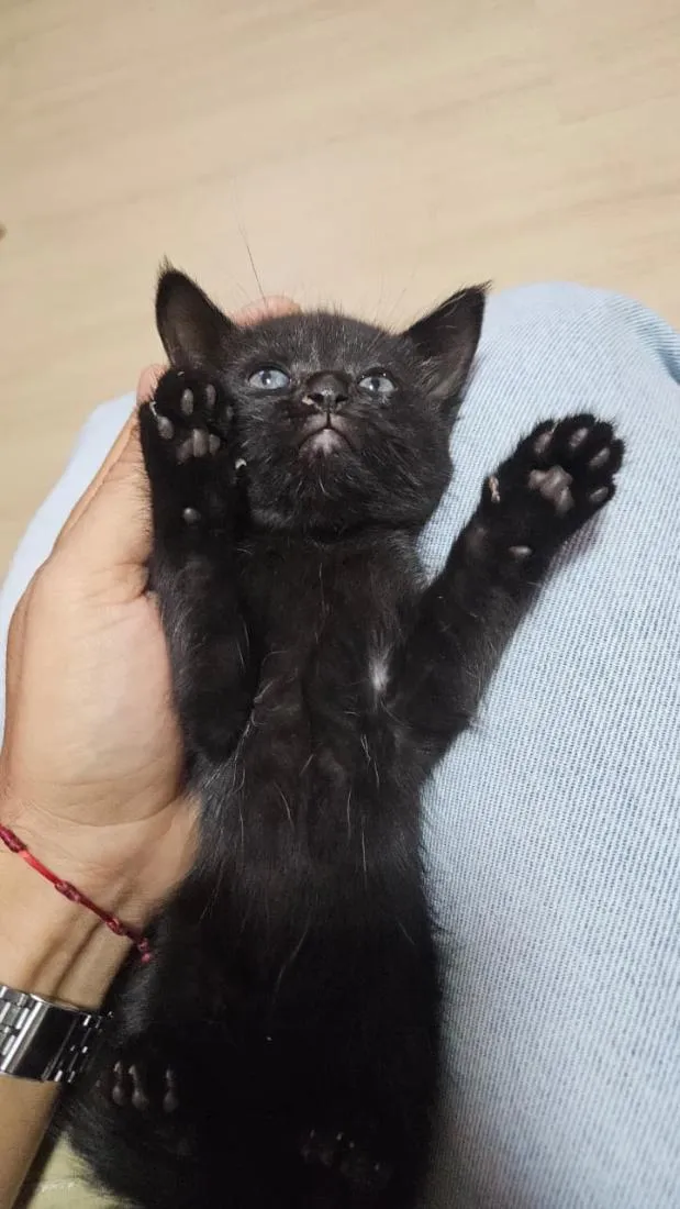 Gato raça SRD-ViraLata idade Abaixo de 2 meses nome Gatinha Preta