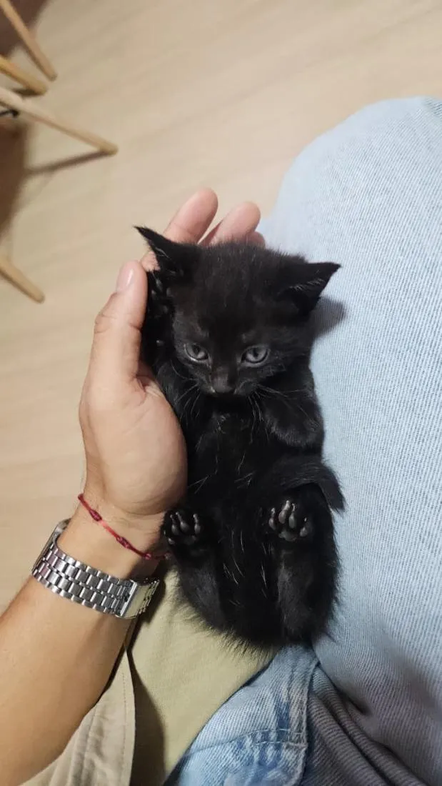 Gato raça SRD-ViraLata idade Abaixo de 2 meses nome Gatinha Preta
