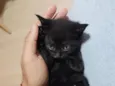 Gatinha Preta