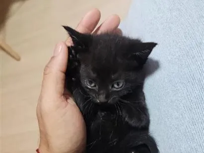 Gato raça SRD-ViraLata idade Abaixo de 2 meses nome Gatinha Preta