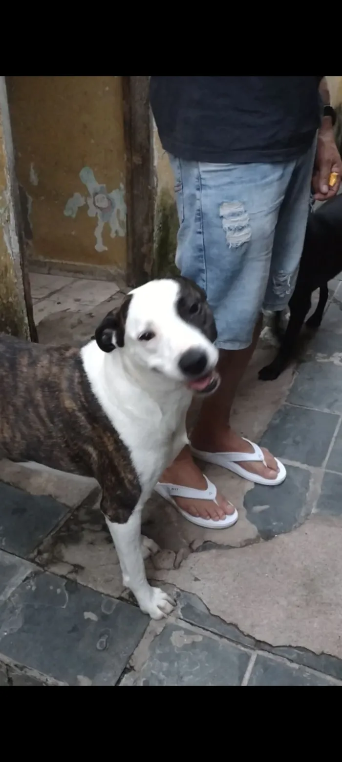 Cachorro raça SRD-ViraLata idade 2 anos nome princesa 