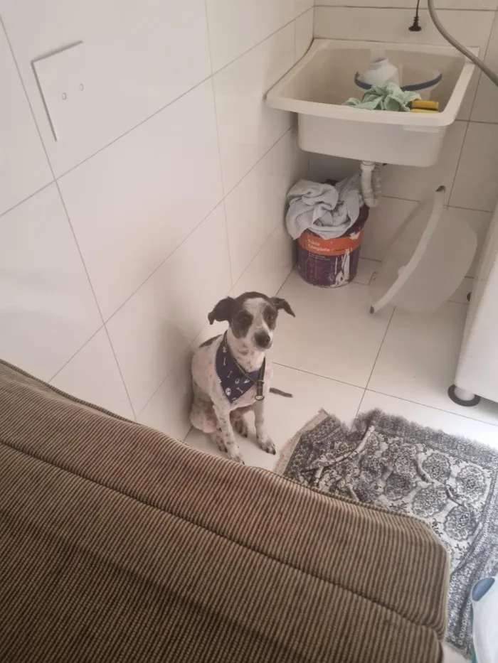 Cachorro raça SRD-ViraLata idade 4 anos nome Lupi
