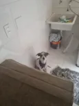 Lupi