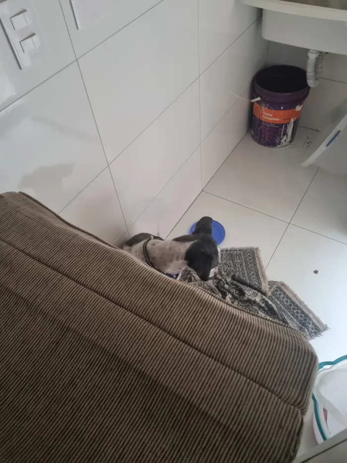 Cachorro raça SRD-ViraLata idade 4 anos nome Lupi