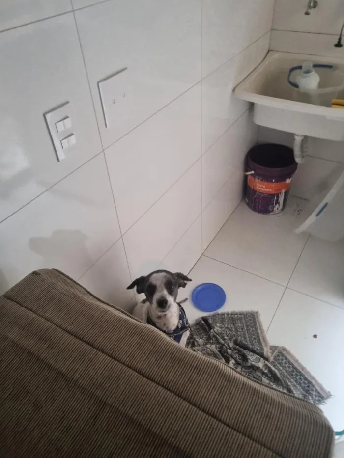 Cachorro raça SRD-ViraLata idade 4 anos nome Lupi