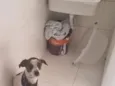 Lupi