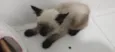 Fofinho