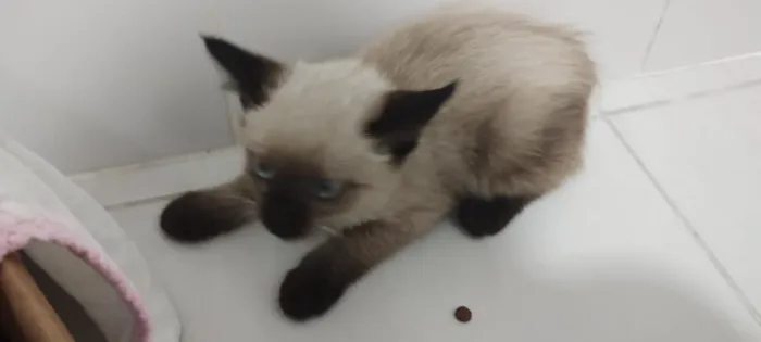 Gato raça SRD-ViraLata idade Abaixo de 2 meses nome Fofinho