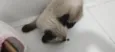 Fofinho