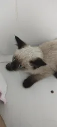 Fofinho