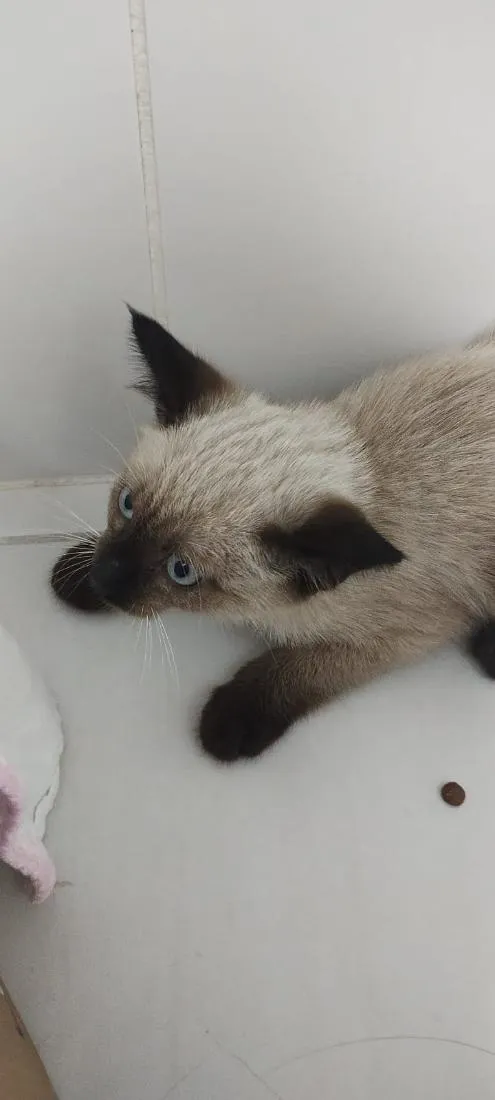 Gato raça SRD-ViraLata idade Abaixo de 2 meses nome Fofinho