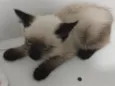 Fofinho